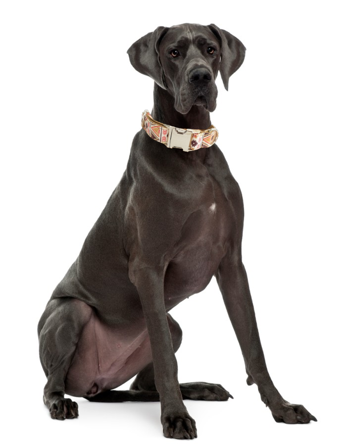 Bohemian Dog Collar