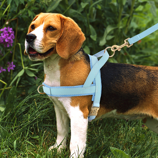 Personalized Dog Harness Leash Set