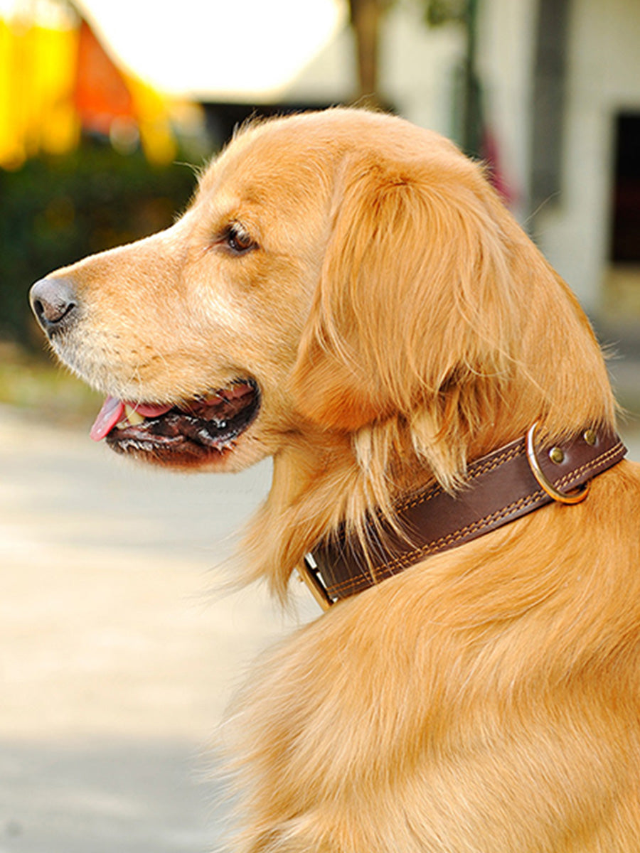 Cowhide Dog Collar Medium And Large Golden Husky Leather Collar